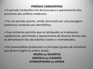 PERÍODO CARBONÍFERO• O período Carbonífero foi decisivo para o aparecimento dos ancestrais dos anfíbios modernos;• Foi um período quente, úmido dominado por uma paisagem pantanosa composta por pteridófitas;• Esse ambiente permitiu que os tetrápodos se irradiassem rapidamente, permitindo o aparecimento de diversas formas que se alimentavam dos abundantes insetos e invertebrados;• Os Lissamphibias produziram os principais grupos de ancestrais que deram origem as ordens atuais:ANURA ou SALIENTIAURODELA ou CAUDATAGYMNOPHIONA ou APODA
