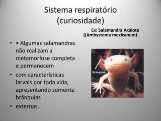 Sistema respiratório (curiosidade)• Algumas salamandras não realizam a metamorfose completa e permanecemcom características larvais por toda vida, apresentando somente brânquiasexternas.       Ex: Salamandra Axalote          ((Ambystomamexicanum)