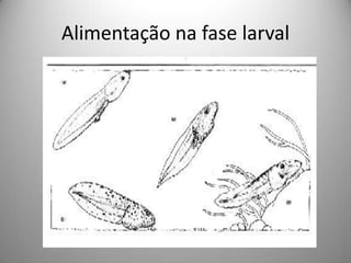 Alimentação na fase larval