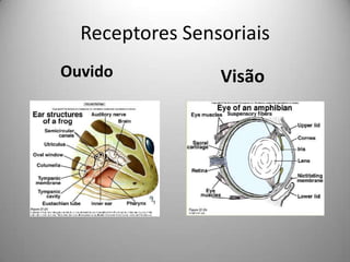 Receptores Sensoriais          Ouvido         Visão