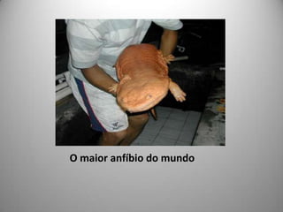 O maior anfíbio do mundo