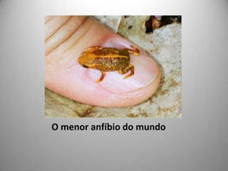   O menor anfíbio do mundo