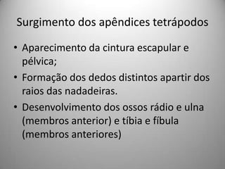 Surgimento dos apêndices tetrápodosAparecimento da cintura escapular e pélvica;Formação dos dedos distintos apartir dos raios das nadadeiras.Desenvolvimento dos ossos rádio e ulna (membros anterior) e tíbia e fíbula (membros anteriores)