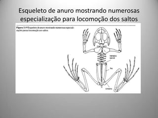 Esqueleto de anuro mostrando numerosas especialização para locomoção dos saltos