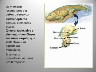 Os membros locomotores dos peixes paleozóicos.Eusthenopteronpossuia  elementos ósseos (úmero, rádio, ulna e elementos homólogos  aos ossos carpais) que sustentava suas nadadeiras musculares.Esses ossos precederam os ossos dos tetrápodos.
