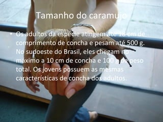 Tamanho do caramujo Os adultos da espécie atingem até 18 cm de comprimento de concha e pesam até 500 g. No sudoeste do Brasil, eles chegam no máximo a 10 cm de concha e 100 g de peso total. Os jovens possuem as mesmas características de concha dos adultos. 