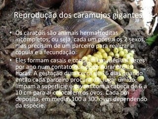Reprodução dos caramujos gigantes  Os caracóis são animais hermafroditas incompletos, ou seja, cada um possui os 2 sexos, mas precisam de um parceiro para realizar a cópula e a fecundação. Eles formam casais e copulam em média 4 vezes por ano num contato que pode durar até 10 horas. A gestação dura cerca de 16 dias quando então cada parceiro procura um lugar úmido, limpam a superfície e cavam com a cabeça de 5 a 10 cm para aí colocarem os ovos. Cada um deposita, em média, 100 a 300 ovos dependendo da espécie. 