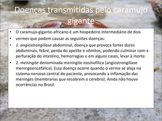 Doenças transmitidas pelo caramujo gigante O caramujo-gigante-africano é um hospedeiro intermediário de dois vermes que podem causar as seguintes doenças: 1. angiostrongilíase  abdominal, doença que provoca fortes dores abdominais, febre, perda do apetite e vômitos, podendo culminar com a perfuração do intestino, hemorragias e em alguns casos, levar à morte. 2.  meningite  denominada meningite eosinofílica (angiostrongilíase meningoencefálica). Essa doença ocorre quando o verme se aloja no sistema nervoso central do paciente, provocando a inflamação das meninges (membranas que recobrem o cérebro). Ainda não houve ocorrências no Brasil. 
