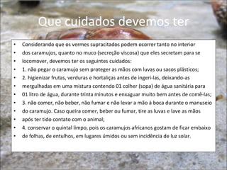 Que cuidados devemos ter Considerando que os vermes supracitados podem ocorrer tanto no interior dos caramujos, quanto no muco (secreção viscosa) que eles secretam para se locomover, devemos ter os seguintes cuidados: 1. não pegar o caramujo sem proteger as mãos com luvas ou sacos plásticos; 2. higienizar frutas, verduras e hortaliças antes de ingeri-las, deixando-as mergulhadas em uma mistura contendo 01 colher (sopa) de água sanitária para 01 litro de água, durante trinta minutos e enxaguar muito bem antes de comê-las; 3. não comer, não beber, não fumar e não levar a mão à boca durante o manuseio do caramujo. Caso queira comer, beber ou fumar, tire as luvas e lave as mãos após ter tido contato com o animal; 4. conservar o quintal limpo, pois os caramujos africanos gostam de ficar embaixo de folhas, de entulhos, em lugares úmidos ou sem incidência de luz solar. 