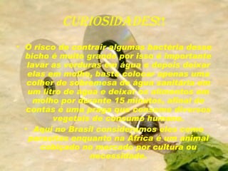 Curiosidades !! O risco de contrair algumas bactéria desse bicho é muito grande por isso é importante lavar as verduras em água e depois deixar elas em molho, basta colocar apenas uma colher de sobremesa de água sanitária em um litro de água e deixar os alimentos em molho por durante 15 minutos, afinal de contas é uma praga que consome diversos vegetais de consumo humano. Aqui no Brasil consideramos eles como parasitas enquanto na África é um animal cobiçado no mercado por cultura ou necessidade. 