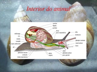 Interior do animal 