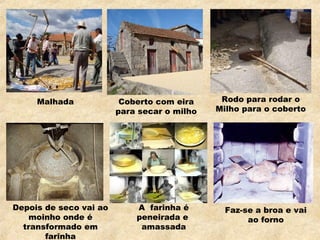      
Malhada Coberto com eira
para secar o milho
Rodo para rodar o
Milho para o coberto
Depois de seco vai ao
moinho onde é
transformado em
farinha
A farinha é
peneirada e
amassada
Faz-se a broa e vai
ao forno
 