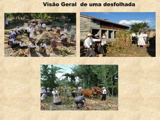 Visão Geral de uma desfolhada
 