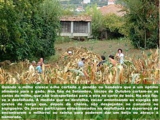 Quando o milho cresce é-lhe cortado o pendão ou bandeira que é um óptimo
alimento para o gado. Nos fins de Setembro, inícios de Outubro cortam-se as
canas do milho, que são transportadas para a eira no carro de bois. Na eira faz-
se a desfolhada. À medida que se desfolha, vai-se amontoando as espigas em
cestos de verga que, depois de cheios, são despejados no canastro ou
espigueiro. Os jovens participam entusiasmados na desfolhada na esperança de
encontrarem o milho-rei ou rainha para poderem dar um beijo ou abraço à
namorada.
 