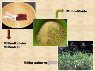 Milho-Rainha
Milho-Rei
Milho-Moído
Milho-zaburro
 