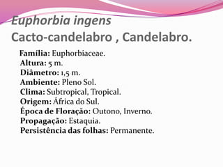 Euphorbia ingens
Cacto-candelabro , Candelabro.
 Família: Euphorbiaceae.
 Altura: 5 m.
 Diâmetro: 1,5 m.
 Ambiente: Pleno Sol.
 Clima: Subtropical, Tropical.
 Origem: África do Sul.
 Época de Floração: Outono, Inverno.
 Propagação: Estaquia.
 Persistência das folhas: Permanente.
 