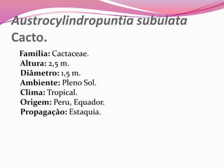 Austrocylindropuntia subulata
Cacto.
 Família: Cactaceae.
 Altura: 2,5 m.
 Diâmetro: 1,5 m.
 Ambiente: Pleno Sol.
 Clima: Tropical.
 Origem: Peru, Equador.
 Propagação: Estaquia.
 