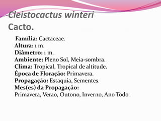 Cleistocactus winteri
Cacto.
 Família: Cactaceae.
 Altura: 1 m.
 Diâmetro: 1 m.
 Ambiente: Pleno Sol, Meia-sombra.
 Clima: Tropical, Tropical de altitude.
 Época de Floração: Primavera.
 Propagação: Estaquia, Sementes.
 Mes(es) da Propagação:
 Primavera, Verao, Outono, Inverno, Ano Todo.
 