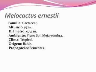 Melocactus ernestii
 Família: Cactaceae.
 Altura: 0,45 m.
 Diâmetro: 0,35 m.
 Ambiente: Pleno Sol, Meia-sombra.
 Clima: Tropical.
 Origem: Bahia.
 Propagação: Sementes.
 