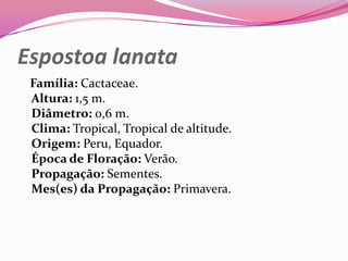 Espostoa lanata
 Família: Cactaceae.
 Altura: 1,5 m.
 Diâmetro: 0,6 m.
 Clima: Tropical, Tropical de altitude.
 Origem: Peru, Equador.
 Época de Floração: Verão.
 Propagação: Sementes.
 Mes(es) da Propagação: Primavera.
 