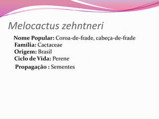 Melocactus zehntneri
 Nome Popular: Coroa-de-frade, cabeça-de-frade
 Família: Cactaceae
 Origem: Brasil
 Ciclo de Vida: Perene
 Propagação : Sementes
 