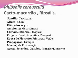Rhipsalis cereuscula
Cacto-macarrão , Ripsális.
 Família: Cactaceae.
 Altura: 0,6 m.
 Diâmetro: 0,4 m.
 Ambiente: Meia-sombra.
 Clima: Subtropical, Tropical.
 Origem: Brasil, Argentina, Paraguai.
 Época de Floração: Primavera, Verão.
 Propagação: Estaquia.
 Mes(es) da Propagação:
 Agosto, Setembro, Outubro, Primavera, Inverno.
 