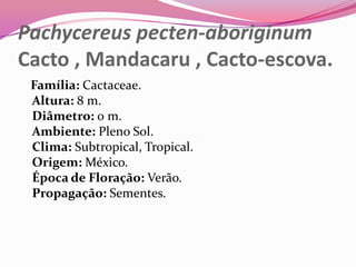 Pachycereus pecten-aboriginum
Cacto , Mandacaru , Cacto-escova.
 Família: Cactaceae.
 Altura: 8 m.
 Diâmetro: 0 m.
 Ambiente: Pleno Sol.
 Clima: Subtropical, Tropical.
 Origem: México.
 Época de Floração: Verão.
 Propagação: Sementes.
 