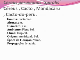 Cereus peruvianus ´Spiralis´
Cereus , Cacto , Mandacaru
, Cacto-do-peru.
 Família: Cactaceae.
 Altura: 4 m.
 Diâmetro: 2 m.
 Ambiente: Pleno Sol.
 Clima: Tropical.
 Origem: América do Sul.
 Época de Floração: Verão.
 Propagação: Estaquia.
 