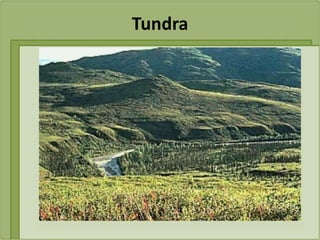 Tundra
 