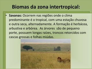 Biomas da zona intertropical:
• Savanas: Ocorrem nas regiões onde o clima
predominante é o tropical, com uma estação chuvosa
e outra seca, alternadamente. A formação é herbácea,
arbustiva e arbórea. As árvores são de pequeno
porte, possuem longas raízes, troncos retorcidos com
cascas grossas e folhas miúdas.
 
