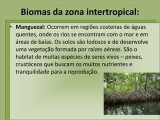 Biomas da zona intertropical:
• Manguezal: Ocorrem em regiões costeiras de águas
quentes, onde os rios se encontram com o mar e em
áreas de baías. Os solos são lodosos e de desenvolve
uma vegetação formada por raízes aéreas. São o
habitat de muitas espécies de seres vivos – peixes,
crustáceos que buscam os muitos nutrientes e
tranquilidade para a reprodução.
 