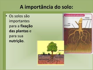 A importância do solo:
• Os solos são
importantes
para a fixação
das plantas e
para sua
nutrição.
 