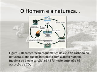 Figura 3. Representação esquemática do ciclo do carbono na natureza. Note que na interacção com a acção humana (queima de óleo e carvão) só há fornecimento, não há absorção de CO 2 . O Homem e a natureza… 