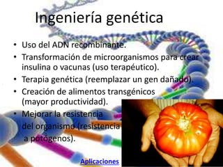 . 
Ingeniería genética 
• Uso del ADN recombinante. 
• Transformación de microorganismos para crear 
insulina o vacunas (uso terapéutico). 
• Terapia genética (reemplazar un gen dañado). 
• Creación de alimentos transgénicos 
(mayor productividad). 
• Mejorar la resistencia 
del organismo (resistencia 
a potógenos). 
Aplicaciones 
 