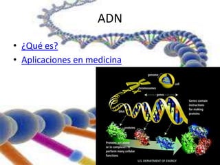 ADN 
• ¿Qué es? 
• Aplicaciones en medicina 
 