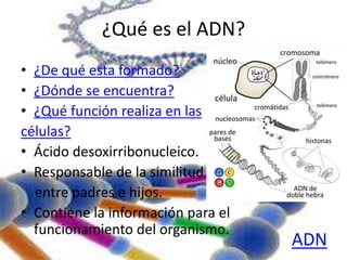 ¿Qué es el ADN? 
• ¿De qué esta formado? 
• ¿Dónde se encuentra? 
• ¿Qué función realiza en las 
células? 
• Ácido desoxirribonucleico. 
• Responsable de la similitud 
entre padres e hijos. 
• Contiene la información para el 
funcionamiento del organismo. 
ADN 
 