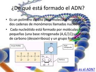 ¿De qué está formado el ADN? 
• Es un polímero de alto peso molecular formado por 
dos cadenas de monómeros llamadas nucleótidos. 
• Cada nucleótido está formado por moléculas más 
pequeñas (una base nitrogenada (A,G,T,C);un hidrato 
de carbono (desoxirribosa) y un grupo fosfato). 
¿Qué es el ADN? 
 