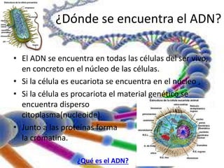 ¿Dónde se encuentra el ADN? 
• El ADN se encuentra en todas las células del ser vivo, 
en concreto en el núcleo de las células. 
• Si la célula es eucariota se encuentra en el núcleo , 
• Si la célula es procariota el material genético se 
encuentra disperso en el 
citoplasma(nucleoide). 
• Junto a las proteínas forma 
la cromatina. 
¿Qué es el ADN? 
 