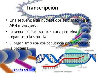 • Una secuencia de nucleótidos se transcribe al 
ARN mensajero. 
• La secuencia se traduce a una proteína que un 
organismo la sintetiza. 
. 
• El organismo usa esa secuencia para sintetizar 
la proteína. 
Transcripción 
Función del ADN 
 