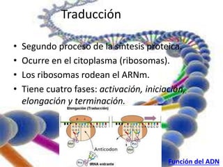 Traducción 
• Segundo proceso de la síntesis proteica. 
• Ocurre en el citoplasma (ribosomas). 
• Los ribosomas rodean el ARNm. 
. 
• Tiene cuatro fases: activación, iniciación, 
elongación y terminación. 
Función del ADN 
 