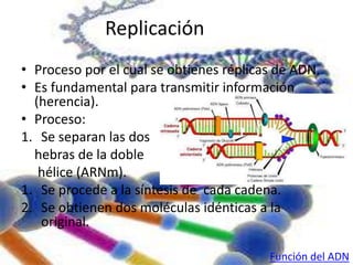 • Proceso por el cual se obtienes réplicas de ADN. 
• Es fundamental para transmitir información 
(herencia). 
• Proceso: 
1. Se separan las dos 
. 
hebras de la doble 
hélice (ARNm). 
1. Se procede a la síntesis de cada cadena. 
2. Se obtienen dos moléculas idénticas a la 
original. 
Replicación 
Función del ADN 
 