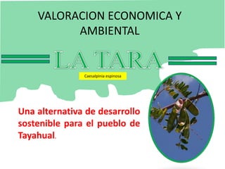 VALORACION ECONOMICA Y AMBIENTAL LA TARA  Caesalpinia espinosa Una alternativa de desarrollo sostenible para el pueblo de  Tayahual. 