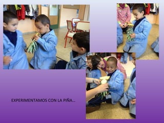 EXPERIMENTAMOS CON LA PIÑA…
 