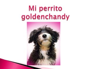 Mi perrito goldenchandy