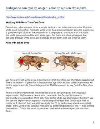   1	
  
Trabajando	
  con	
  más	
  de	
  un	
  gen:	
  color	
  de	
  ojos	
  en	
  Drosophila	
  
http://www.indiana.edu/~oso/lessons/Genetics/bw_st.html
Working With More Than One Gene
Sometimes, what appears to be a simple trait turns out to be more complex. Consider
white-eyed Drosophila. Normally, white-eyed flies are presented in genetics lessons as
a good example of a trait that depends on a single gene. Mutations that inactivate
the white gene produce flies with white eyes. But there are other genotypes that
can also produce white eyes. Let's analyze one of them, and see what we learn.
Flies with White Eyes
Normal Drosophila Drosophila with white eyes
We have a fly with white eyes. It seems likely that the white-eye phenotype could result
from a mutation in a gene that is important for eye color. But we don't know unless we
do the experiment. As Drosophilageneticist Mel Green used to say, "ask the flies; they
know."
There are different methods that scientists use for designing and thinking about
experiments. We'll use one here that is common in the Drosophila research
community: ask a question. We'll ask, "how is this white-eye phenotype inherited?" We
will use the experimental approach of crossing white-eyed flies to wild-type flies to
create an F1 hybrid, then we will investigate the F1 by performing a back-cross (test-
cross) to the white-eyed parental type, and by performing a cross of the F1 flies among
themselves. (This is the same process we used with the brown-eyed, dark-bodied
flies.)
 