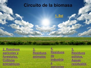 Circuito de la biomasa
              Circuito de la biomasa
                               1. Sol




2. Residuos       3.         4.          5.
agrícolas y       Residuos   Residuos    Residuos
forestales.       animales   de          sólidos.
Cultivos                     industria   Aguas
energéticos                  s           residuales
                             agrícolas
 