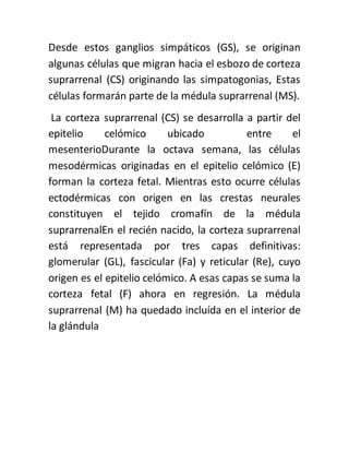 Desde estos ganglios simpáticos (GS), se originan
algunas células que migran hacia el esbozo de corteza
suprarrenal (CS) originando las simpatogonias, Estas
células formarán parte de la médula suprarrenal (MS).
La corteza suprarrenal (CS) se desarrolla a partir del
epitelio celómico ubicado entre el
mesenterioDurante la octava semana, las células
mesodérmicas originadas en el epitelio celómico (E)
forman la corteza fetal. Mientras esto ocurre células
ectodérmicas con origen en las crestas neurales
constituyen el tejido cromafín de la médula
suprarrenalEn el recién nacido, la corteza suprarrenal
está representada por tres capas definitivas:
glomerular (GL), fascicular (Fa) y reticular (Re), cuyo
origen es el epitelio celómico. A esas capas se suma la
corteza fetal (F) ahora en regresión. La médula
suprarrenal (M) ha quedado incluída en el interior de
la glándula
 