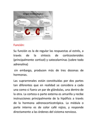 Función:
Su función es la de regular las respuestas al estrés, a
través de la síntesis de corticosteroides
(principalmente cortisol) y catecolaminas (sobre todo
adrenalina)
sin embargo, producen más de tres docenas de
hormonas.
Las suprarrenales están constituidas por dos partes
tan diferentes que en realidad se considera a cada
una como si fuera un par de glándulas, una dentro de
la otra. La corteza o parte externa es amarilla y recibe
instrucciones principalmente de la hipófisis a través
de la hormona adrenocorticotrópica. La médula o
parte interna es de color café rojizo, y responde
directamente a las órdenes del sistema nervioso.
 