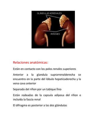Relaciones anatómicas:
Están en contacto con los polos renales superiores
Anterior a la glandula suprarrenalderecha se
encuentra en la parte del lóbulo hepaticaderecha y la
vena cava anterior
Separada del riñon por un tabique fino
Están rodeadas de la capsula adiposa del riñon e
incluida la fascia renal
El difragma es posterior a las dos glándulas
 