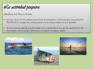 La actividad pesquera
Significado de la Pesca en España
• La pesca con un 0,7 de la población activa del país, lo cual equivale a 102.400 personas y una aportación al
PIB del 0,5 constituye una actividad primaria con una evolución similar a la de la agricultura.
• La pesca tiene un significado geográfico singular, por su concentración en áreas que han alcanzado gran valor
socioeconómico, como en Galicia donde la pesca ha inducido una industria conserva.

 